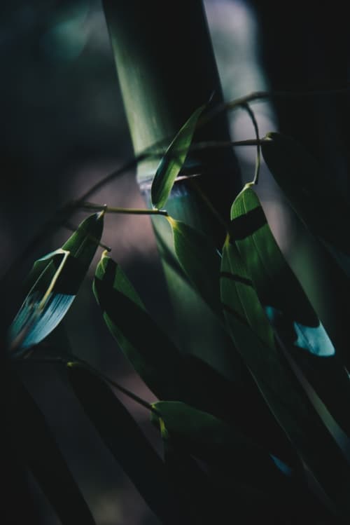 Leaf closeup